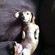 Illustration for article titled My Awesome Wienerdog